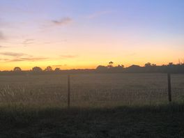 Field in sunset