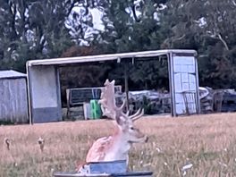 Deer