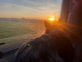 Chessie looking for someone to bark at