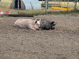 Pigs