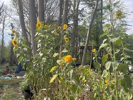 Sunflowers