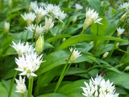Wild garlic in woods