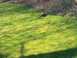 The bunny outside our pod