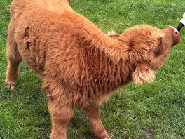 Feeding bonnie the highland cow
