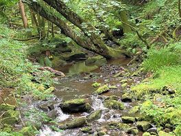 Woodland walk