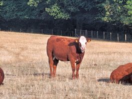 Cows and sheep by the campsite
