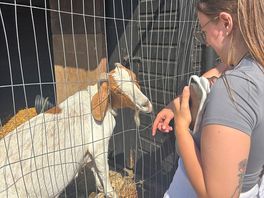 Goats