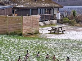 Ducks