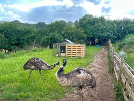 Emus!
