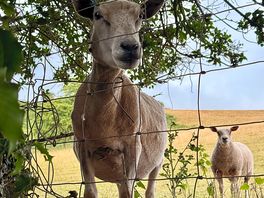 Endless sheep to enjoy the company of!