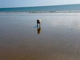 Dog friendly