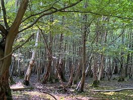 Woodland