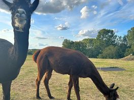 Alpaca