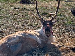 Lovely reindeer