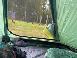 Roaming chickens on the camping field view from tent towards woodland