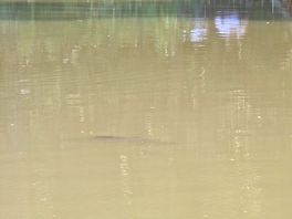 Carp in water