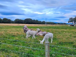 Alpacas