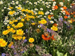 Local romsey abbey wildflower garden