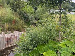 Babbling brook running through the site