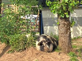 Pig