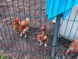 Chickens