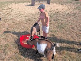 Feeding animals