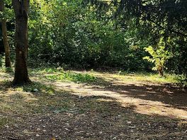 Walk in the woods