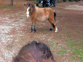Friendly pony