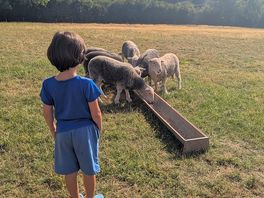 Feeding the sheep