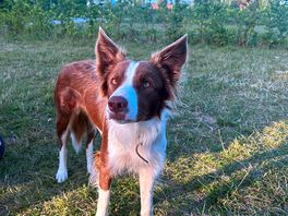 The friendly farm dog who loves to play throw the stick.