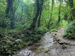 Forest walk