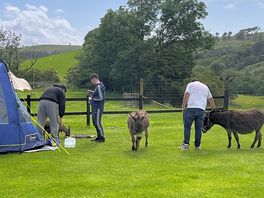Roaming donkeys