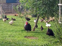 The team of young and older turkeys,geese,ducks and chics with mummy