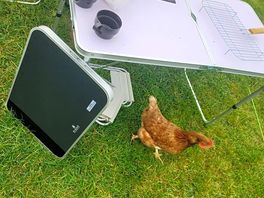 Working farm animals on site