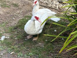 Cute ducks just wandering around.