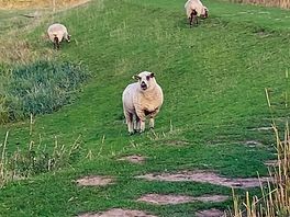 Sheep