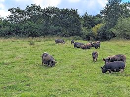 Free roaming pigs