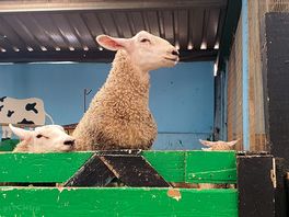 Inside the farm