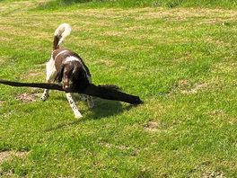 Riverside dog walks