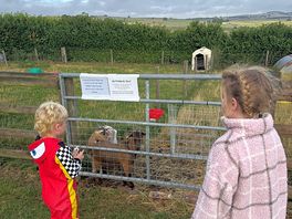 Morning visit to the goats🧡