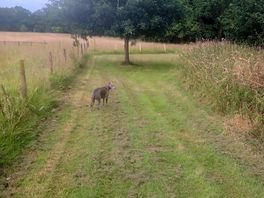 Doggy run