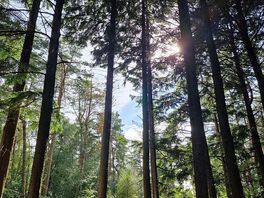 Woods next to camp site