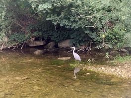 Local wildlife