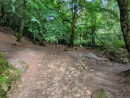 Nearby wood