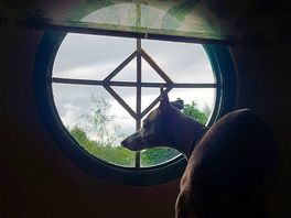 Dog friendly