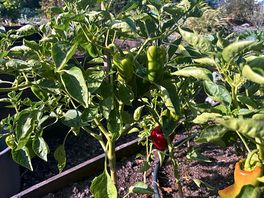 Home grown vegetables