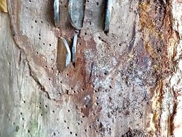 Memory coins fun in dead tree