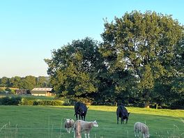 Cows and sheep