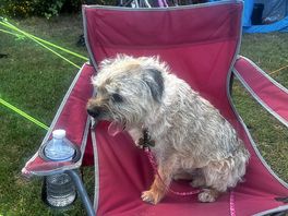 Dogs were so chilled and relaxed