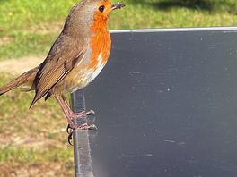 Roodborstje/ robin
